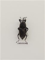 藏品(鞘翅目(一))的圖片